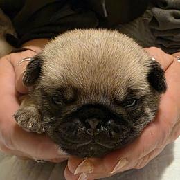 Comet-Brown Collar - Fawn male Pug puppy in New Braunfels, Texas from Kex Pug Haus