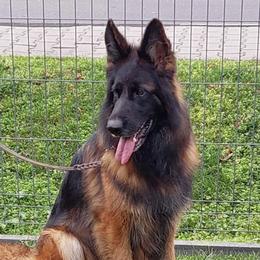 Issy - German Shepherd