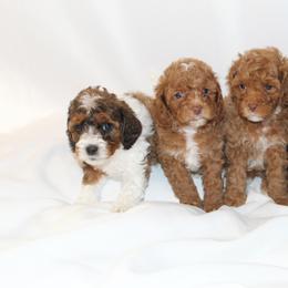 Bernedoodle, Cavapoo, and Poodle Puppies from Liberty Farms Puppies