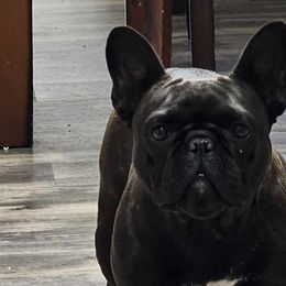Companion Crosses, French Bulldogs, and Pugs from French bulldog Pugs of TN