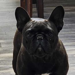 Companion Crosses, French Bulldogs, and Pugs from French bulldog Pugs of TN