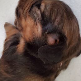 Dachshund Puppies from Riverdox Dachshunds