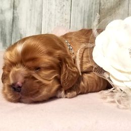 Cocker Spaniel Puppies from Chloe's Cocker Spaniels