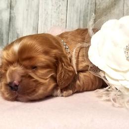 Cocker Spaniel Puppies from Chloe's Cocker Spaniels