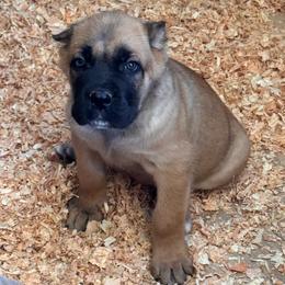 Fawn 1- Orange Collar ears are cropped - Fawn male Cane Corso puppy in Compton, California from Urban League Cane Corso