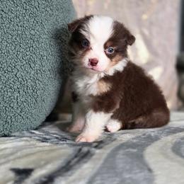 Thistle - Red tri female Miniature Australian Shepherd puppy in Killen, Alabama from Wilkers Wholehearted Mini Aussies