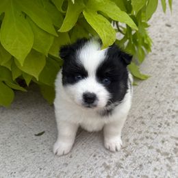 Cece - Black and white female Pomsky puppy in Doon, Iowa from Luxury Pomsky