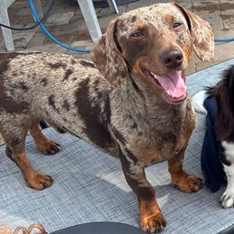 Lucky - Dachshund
