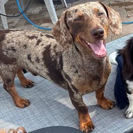Lucky - Dachshund