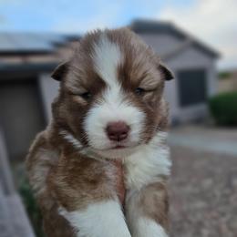 Tomura - Red and white male Siberian Husky puppy in Buckeye, Arizona from Anime Huskies