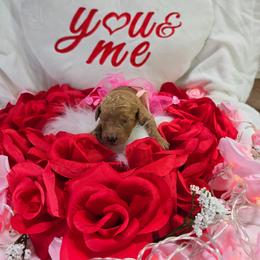 Junie - Red  female Goldendoodle puppy in Georgetown, Tennessee from Georgetown Designer Puppies