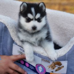 Misty Toy Size - Black and white female Pomsky puppy in Frazeysburg, Ohio from Mountain High Kennels