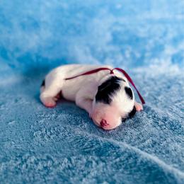 Kalispel (Kali) - White and black female Bordoodle puppy in Elizabeth City, North Carolina from Howdy Doodles
