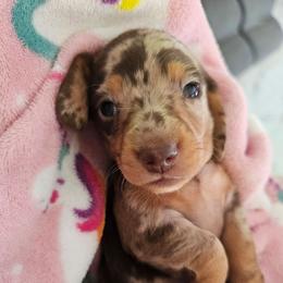 Chocolate and tan dapple female smooth hair - Dapple female Dachshund puppy in Belle Rive, Illinois from Akin's Miniature Dachshunds, LLC