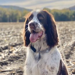 English Springer Spaniels from Panther Creek Springer Spaniels