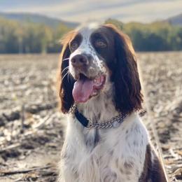 English Springer Spaniels from Panther Creek Springer Spaniels