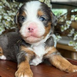 Benji - Brown - Merle male Bernedoodle puppy in Yuciapa, California from AlltheDoodlez_