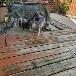 Pomsky Puppies from Pomskies of the Corn