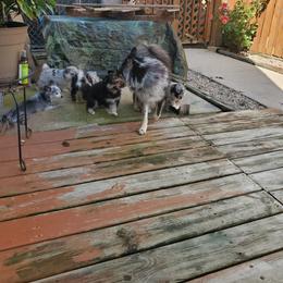 Pomsky Puppies from Pomskies of the Corn