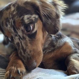 Puddin - Dachshund