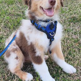 Australian Shepherd Puppies from Janovsky Australian Shepherds- AKC Registered