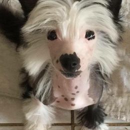 Chinese Crested Puppies from Jewels Chinese Cresteds