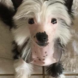 Chinese Crested Puppies from Jewels Chinese Cresteds