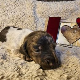 Blue girl - Piebald female Dachshund puppy in Herald, California from Bluegum Dachshunds