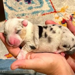 Sacagawea - Blue merle and white female Cardigan Welsh Corgi puppy in Lebanon, Pennsylvania from Long Acre Farm