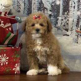 Faith - Red  female Goldendoodle puppy in Owenton, Kentucky from Elagant Acres