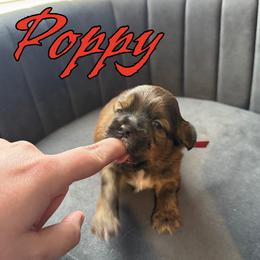 Poppy - Sable and white male Shih Tzu puppy in Joplin, Missouri from Loyal Tzu's