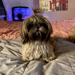 Harley - Shih Tzu