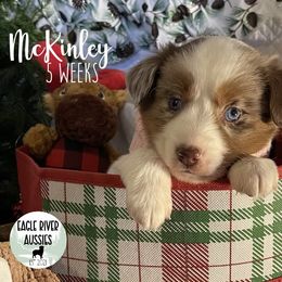 McKinley - Miniature Australian Shepherd puppy from Eagle River Aussies