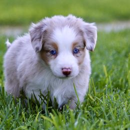 Australian Shepherd, Miniature American Shepherd, Miniature Australian Shepherd, and Toy Australian Shepherd Puppies from Painted Blue Aussies
