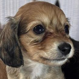 Tinker - Cream female Dachshund puppy in Lake Wales, Florida from Kirchberg Mini Farm