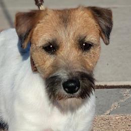 Russell Terrier puppies from Outlaw Farm and Kennel