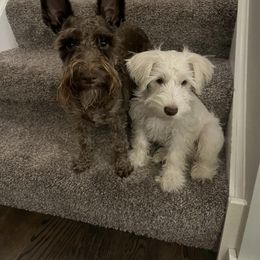 Miniature Schnauzer Puppies from Hume Family Mini Schnauzers