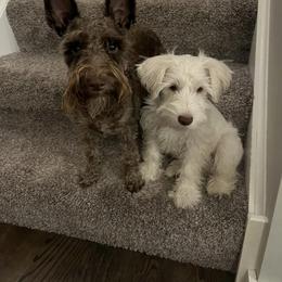 Miniature Schnauzer Puppies from Hume Family Mini Schnauzers