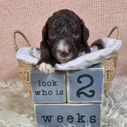 Baloo - Brown and white male Aussiedoodle puppy in Haleyville, Alabama from The Cuddly Dood Ranch