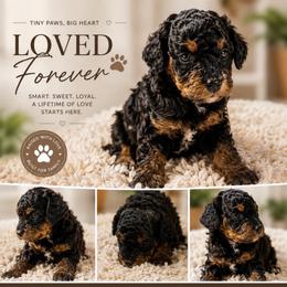 AKC-Tiny Tri-Color Phantom Toy Parti Poodle - Parti male Poodle puppy in Fort Worth, Texas from Ashley Ross Toy Poodles (AKC)