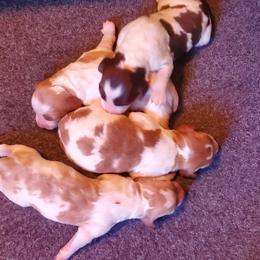Boy 1 - Liver white and orange male Brittany puppy in North Hampton, New Hampshire from Birch Spring Brittanys