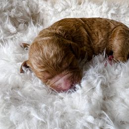 Goldendoodle Puppies from The Doting Doodle