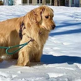 Golden Retrievers from Bev King