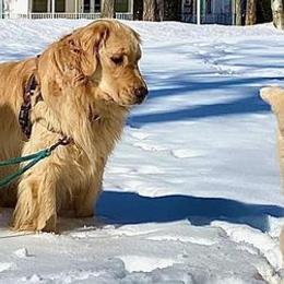 Golden Retrievers from Bev King