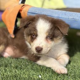 Red - Red tri male Miniature Australian Shepherd puppy in Arizona from Country Charm Mini Aussies
