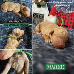 MARKE - Green Collar Boy - Apricot male Poodle puppy in Charlo, Montana from Heavenly Hilltop Farm