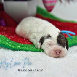 Key Lime Pie - Brown white and tan male Cockapoo puppy in Oologah, Oklahoma from Timber Hills Poodles and Doodles