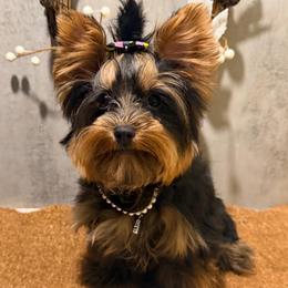 Sophia SMALL - Black and gold female Yorkshire Terrier puppy in Maple Heights, Ohio from Yorkiesllc