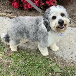 Raya - Bernedoodle