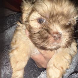 Lil Henry - Gold and white male Shih Tzu puppy in Statesville, North Carolina from Grimmly Blue’s Shih Tzus